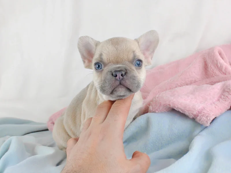 Bulldogfrancese Amber