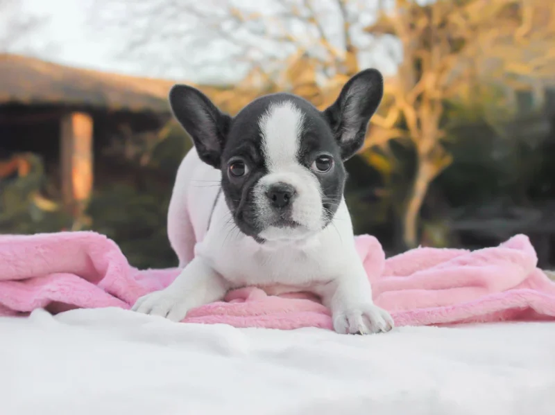 Bulldogfrancese Kristal1