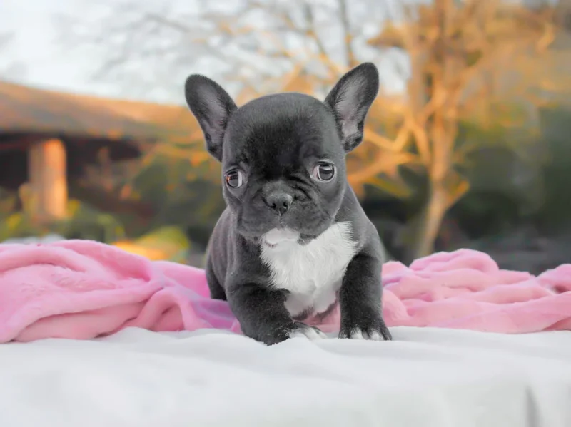 Bulldogfrancese Thiara1