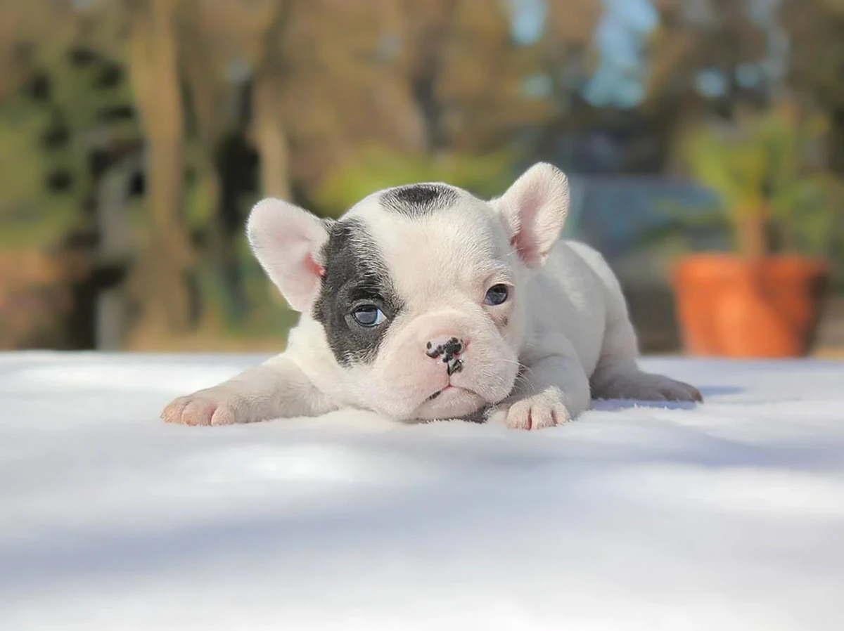 Cuccioli di Bulldog Francese a Milano e Pavia