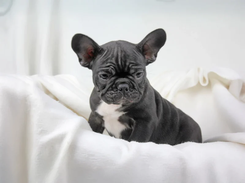 Bulldogfrancese Frankie1