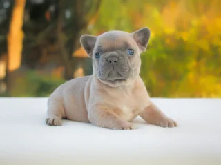 Allevamento Bulldog Francese
