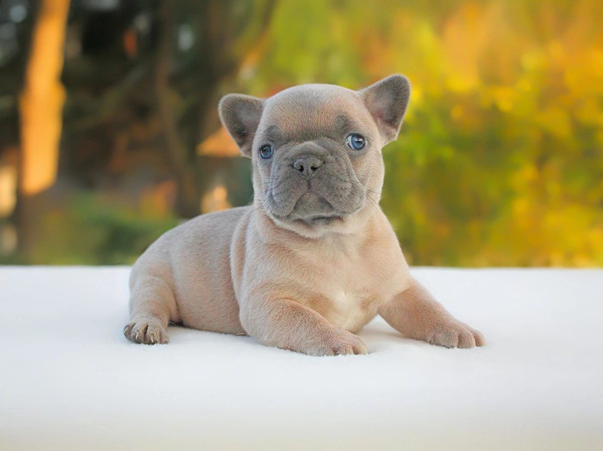 Allevamento Bulldog Francese