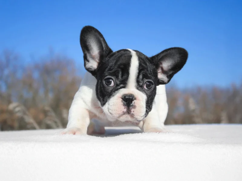 Bulldogfrancese Nancy