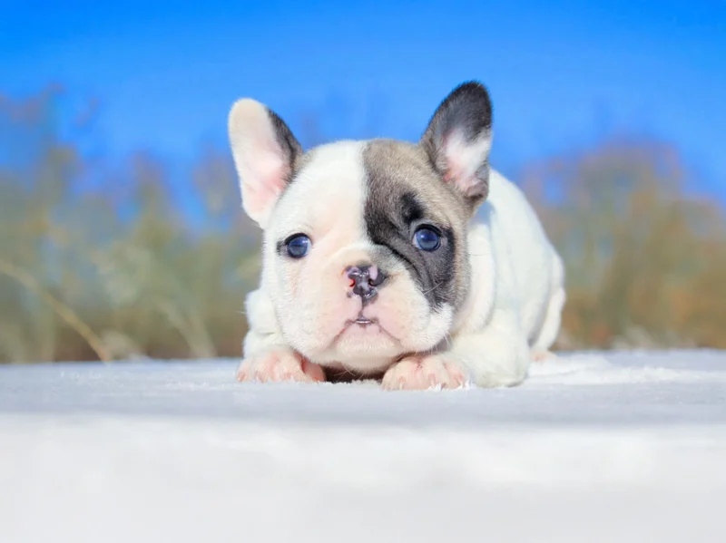Bulldogfrancese Quinn