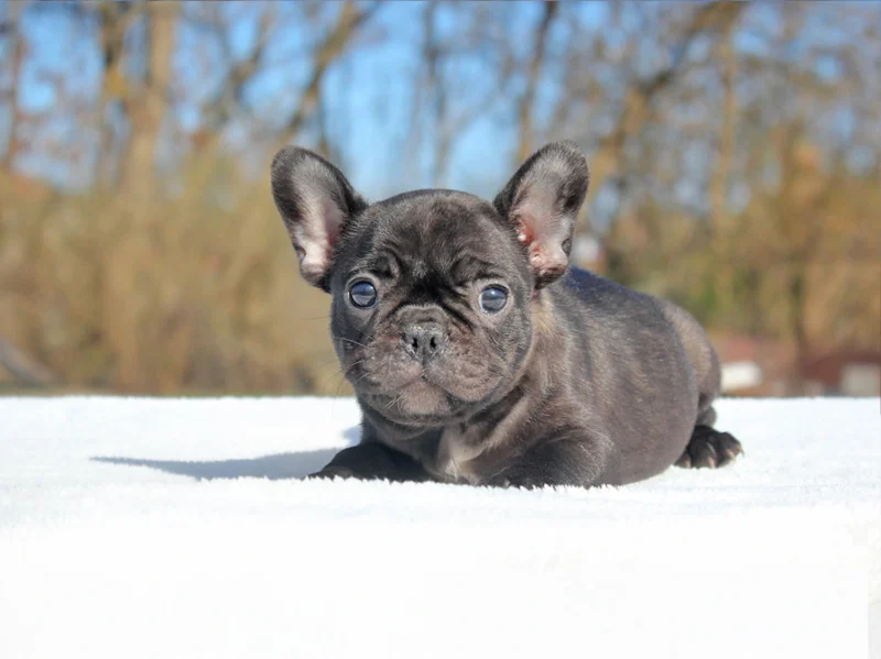Bulldogfrancese Riley1
