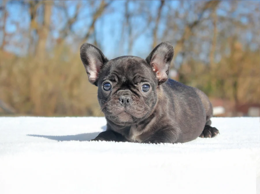 Bulldogfrancese Riley1