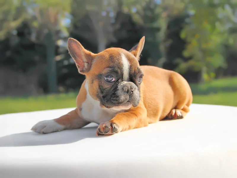 Bulldogfrancese Stufy