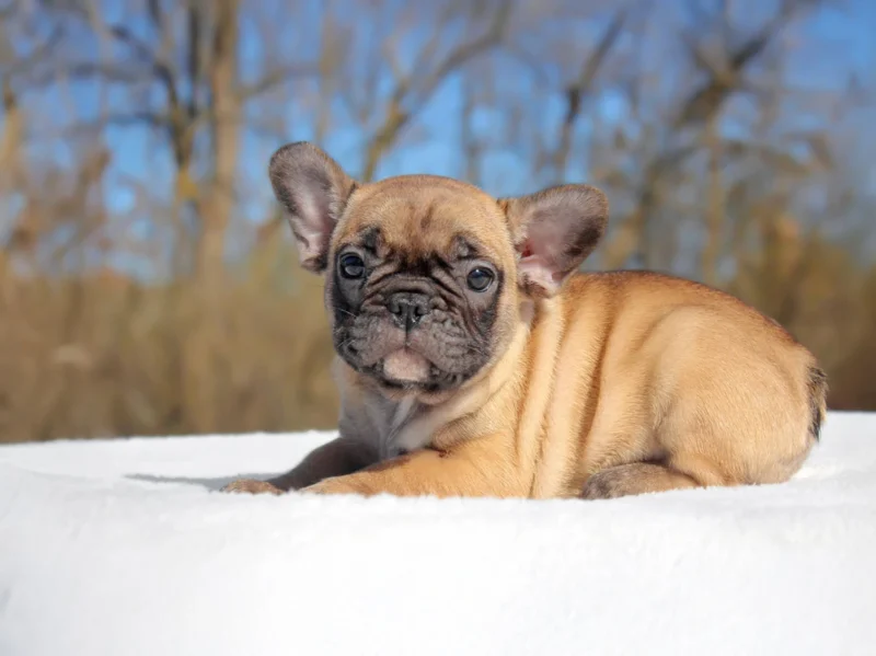 Bulldogfrancese Waylon1