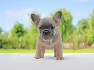 Bulldogfrancese Willer1