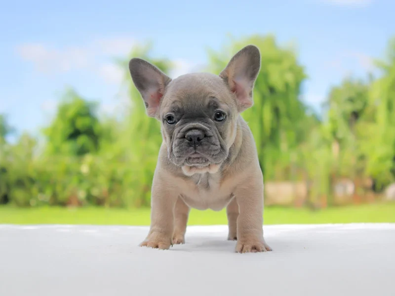 Bulldogfrancese Willer1