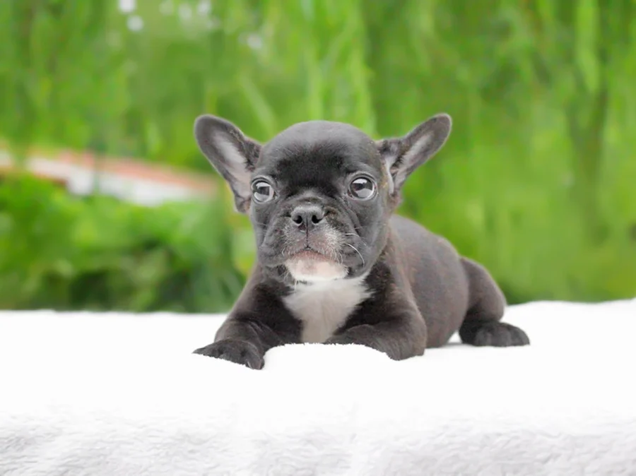 Cuccioli di Razza
