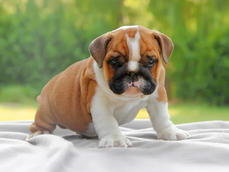 Bulldoginglese Cecilia4