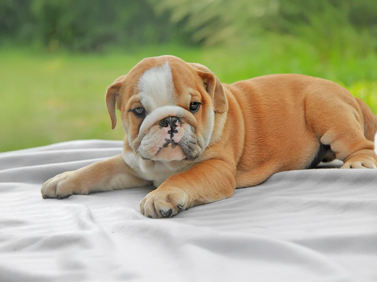 Vendita cuccioli di Bulldog Inglese