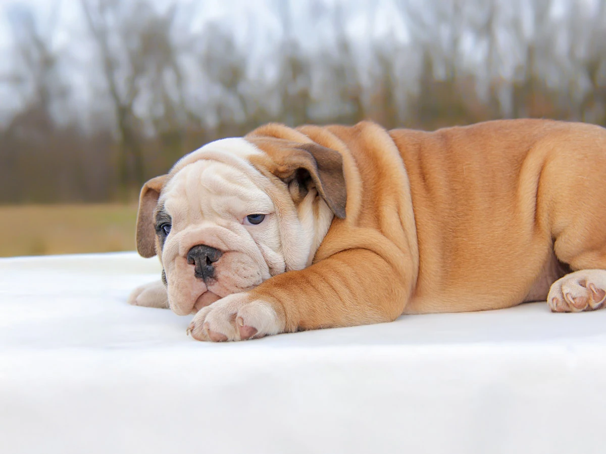 Bulldog Inglese a Milano e Pavia