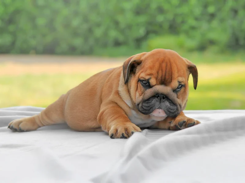 Bulldoginglese Guido1