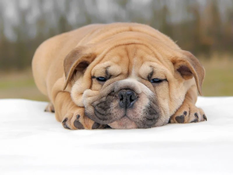 Bulldoginglese Pardo1