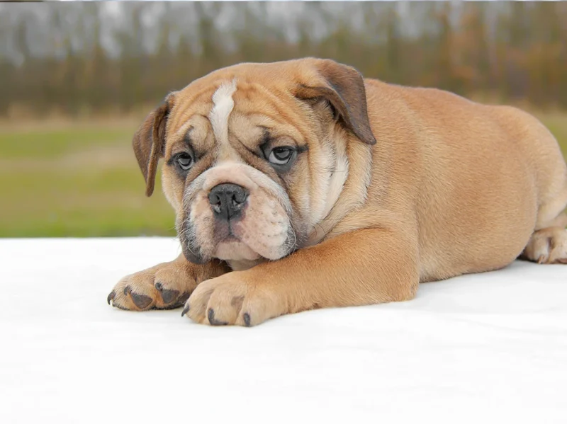 Bulldoginglese Peyton1