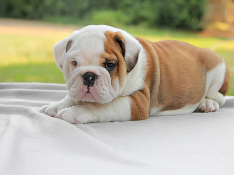 Allevamento Bulldog Inglese
