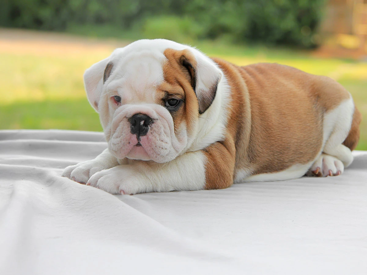 Allevamento Bulldog Inglese