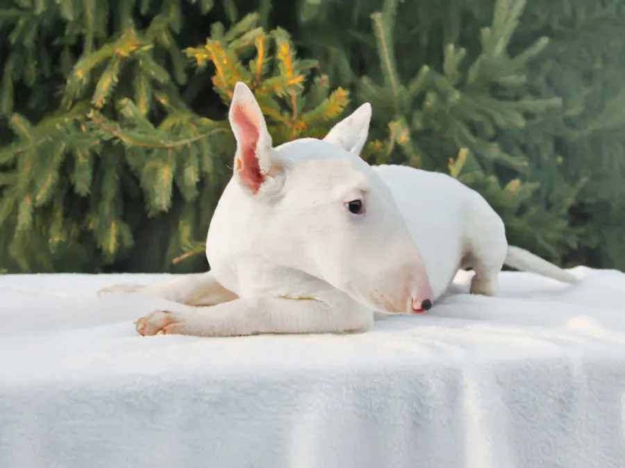 Bull Terrier