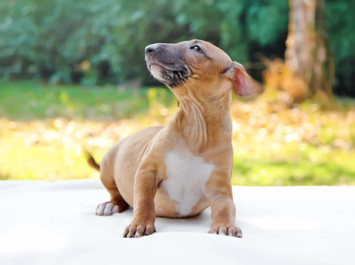 Vendita cuccioli di Bull Terrier