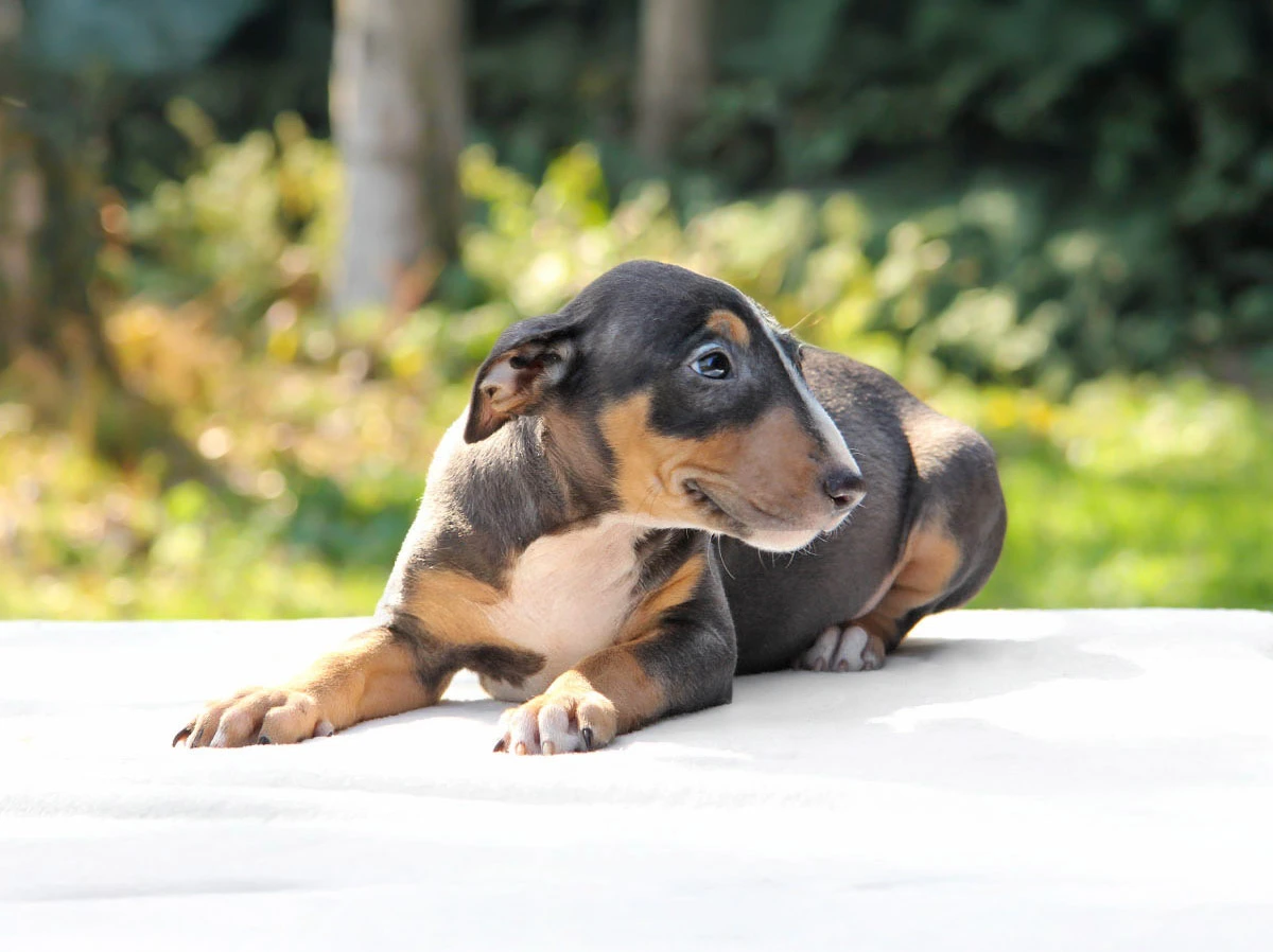 Bull Terrier Milano Pavia