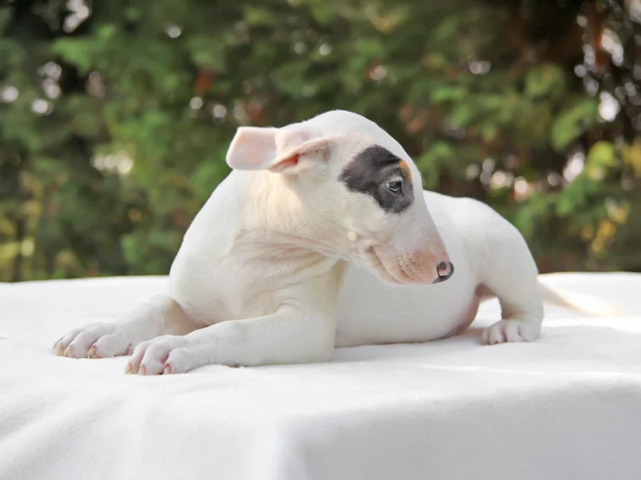Bullterrier Neville1