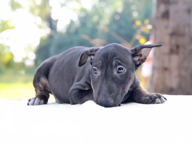 Bullterrier Rudy1