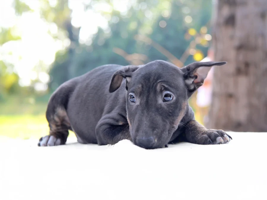 Bullterrier Rudy1