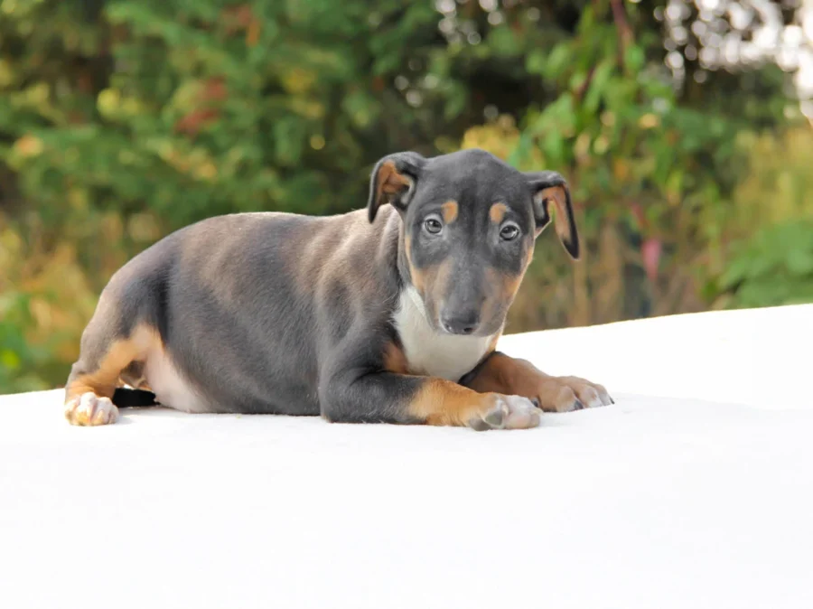 Bullterrier Susy1