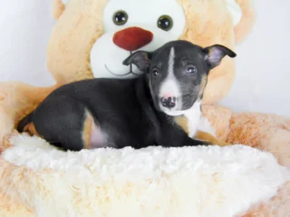 Bullterrierminiature Connor1