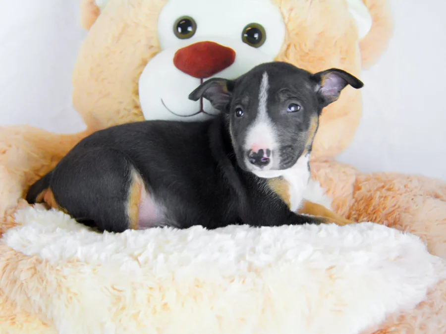 Bullterrierminiature Connor1