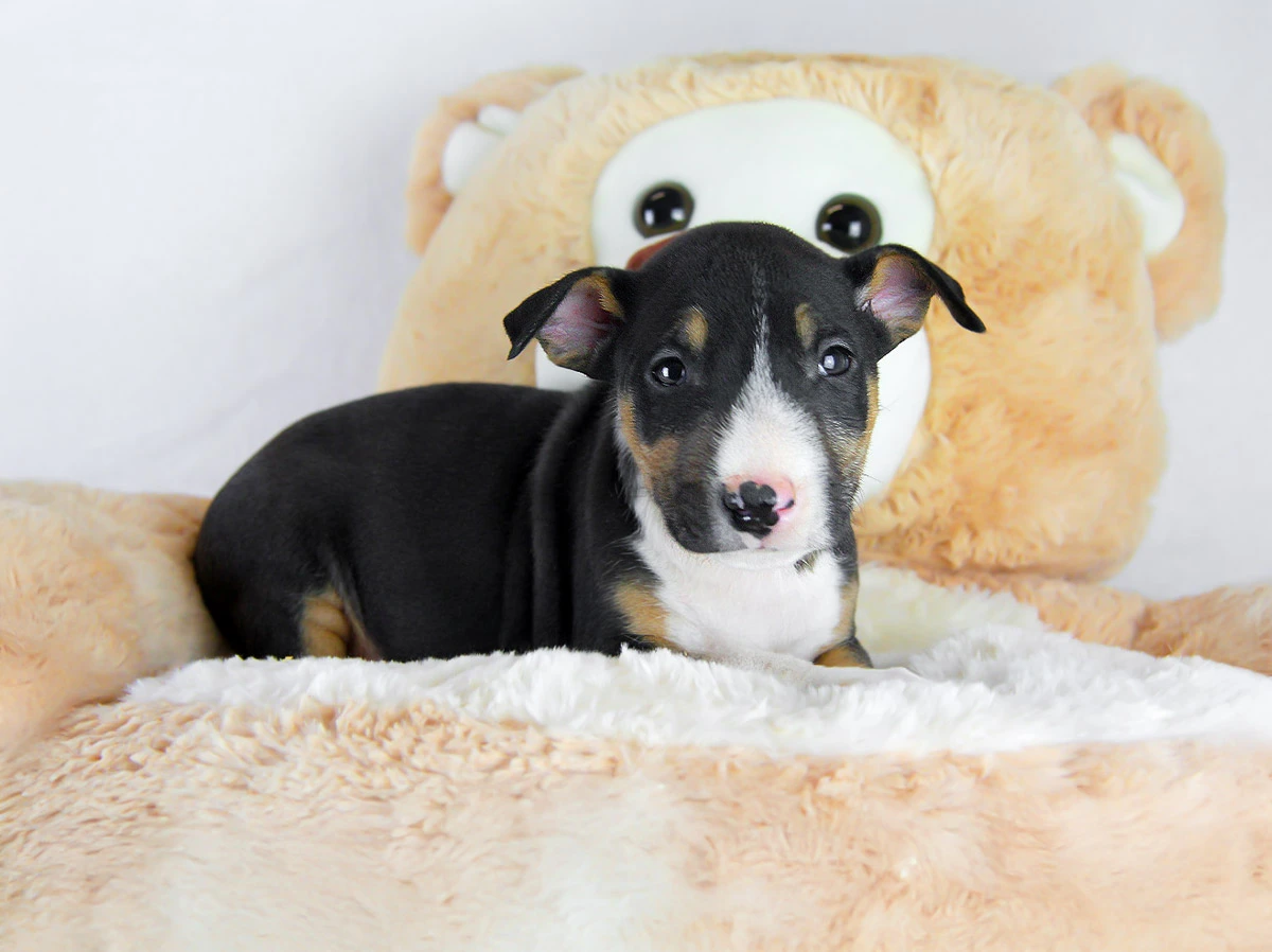 Allevamento Bull Terrier Miniature