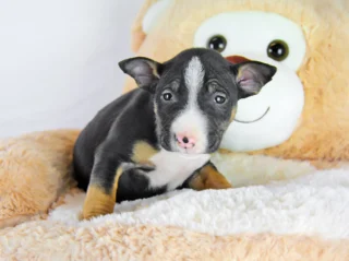 Bullterrierminiature Drake1