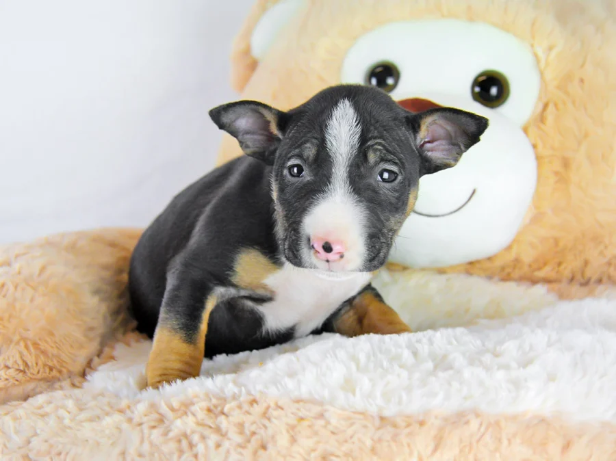 Bullterrierminiature Drake1