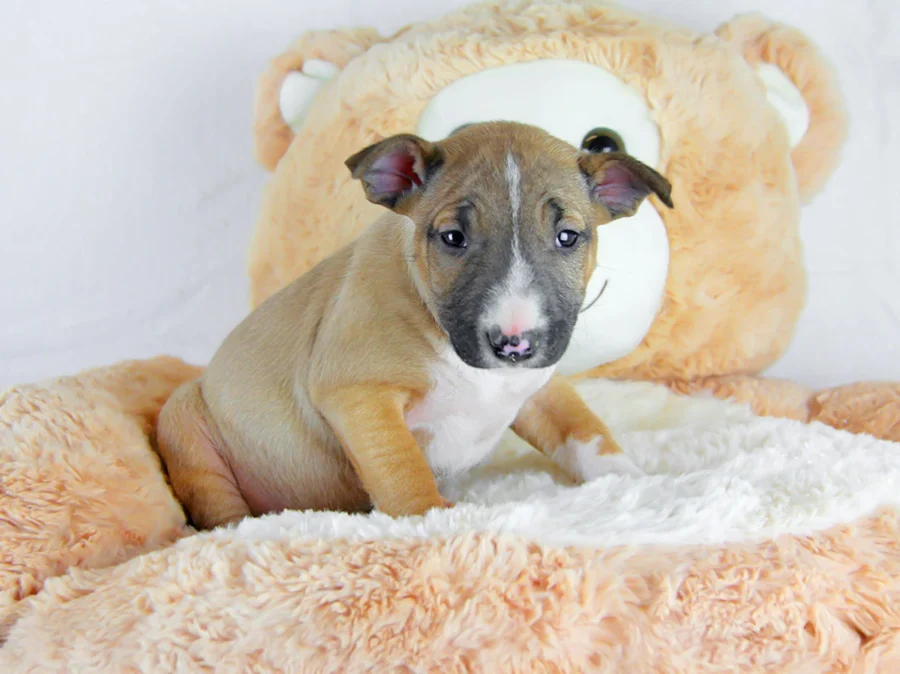 Bullterrierminiature Elettra1