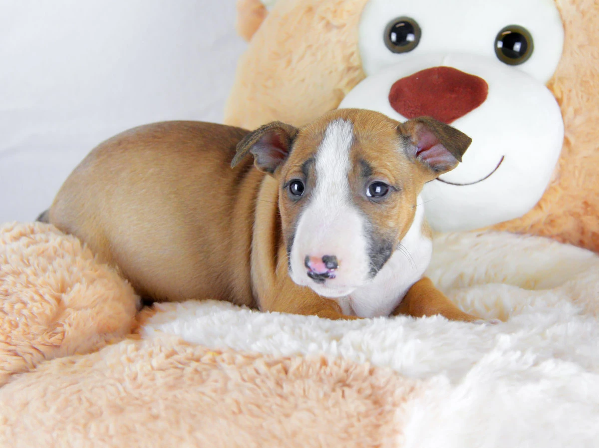 Vendita Cuccioli di Bull Terrier Miniature