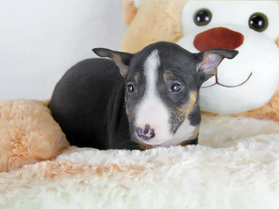 Vendita Bull Terrier Miniature Milano Pavia