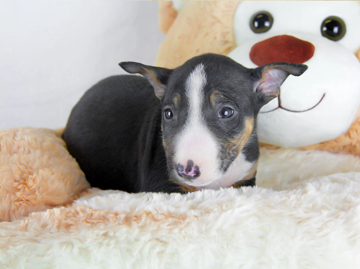 Vendita Bull Terrier Miniature Milano Pavia