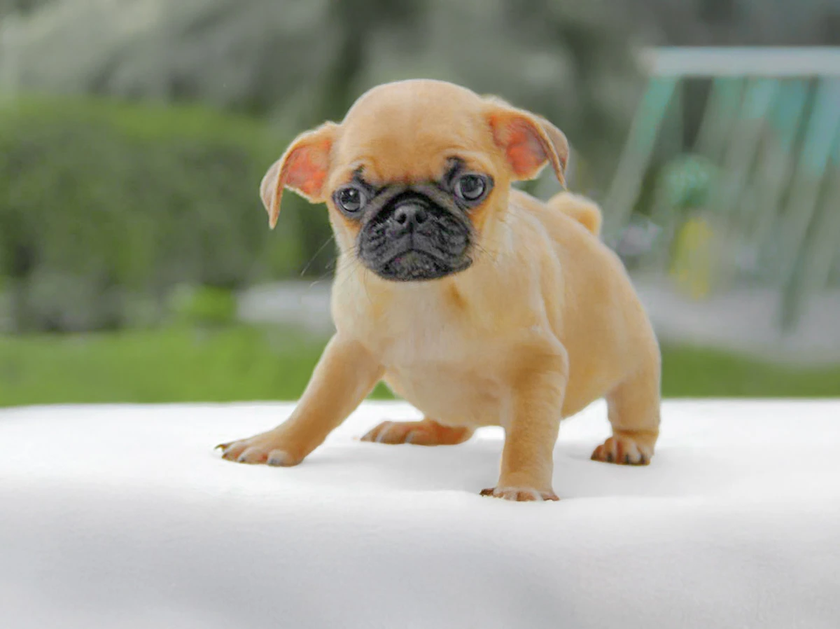 Cuccioli di Carlino a Milano e Pavia