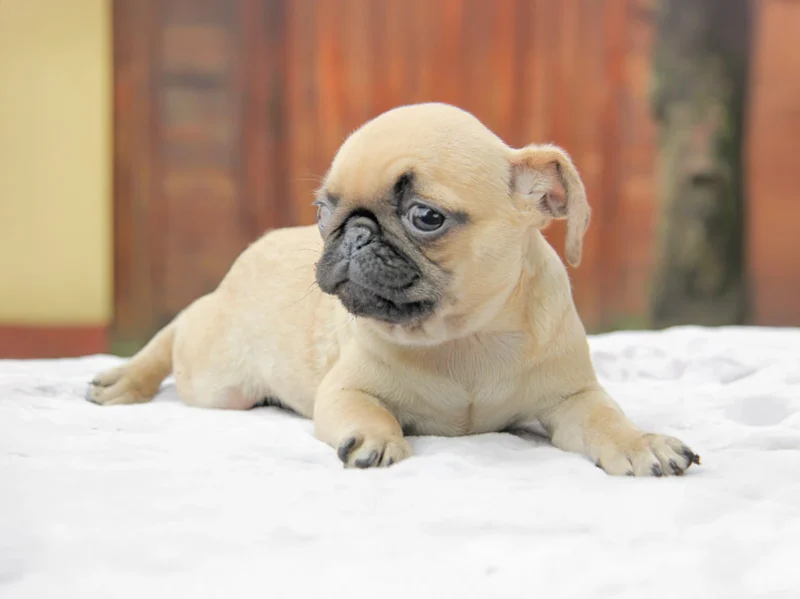 Carlino Lamar1