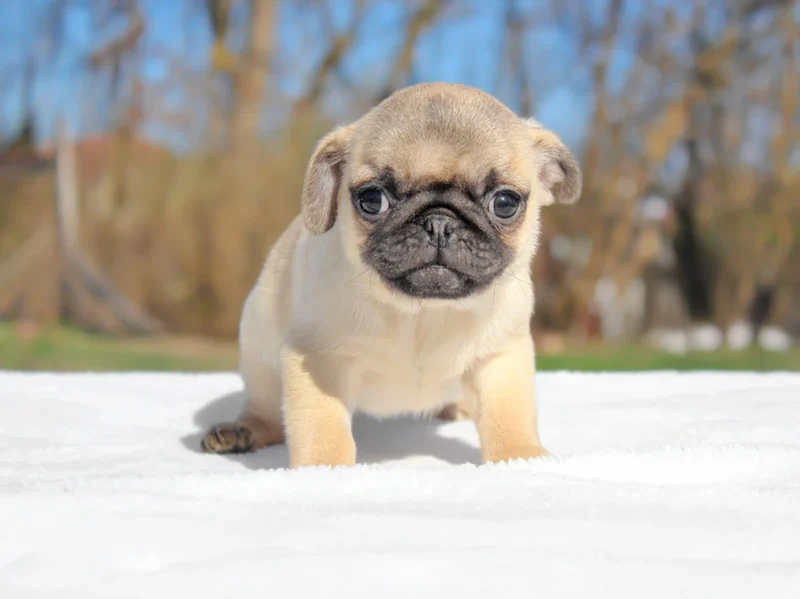 Carlino Rocky1