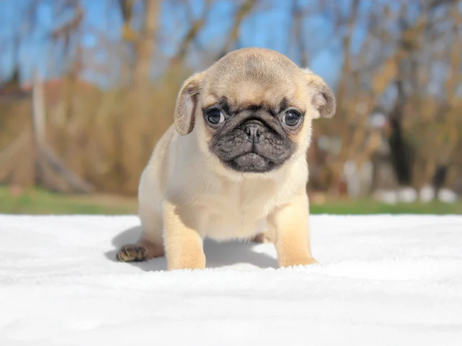 Carlino Rocky1