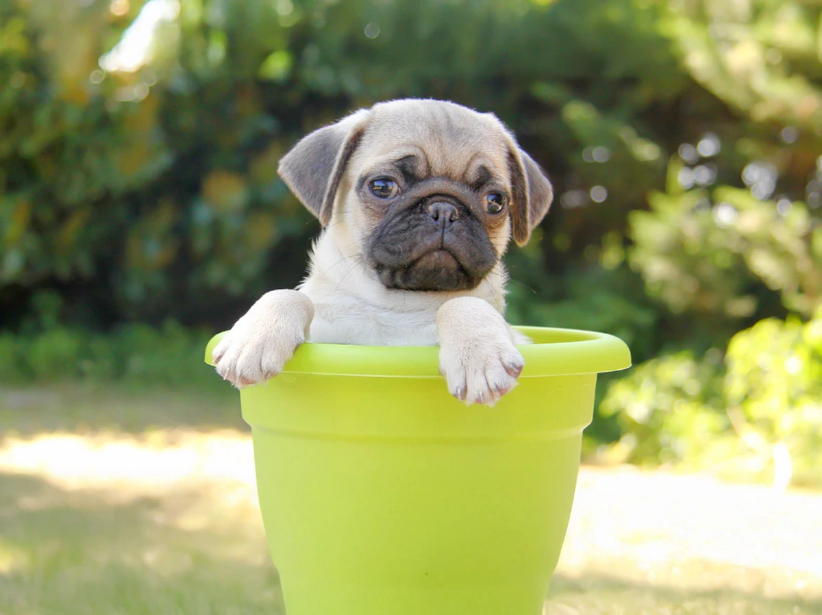 Cuccioli di Carlino in Vendita