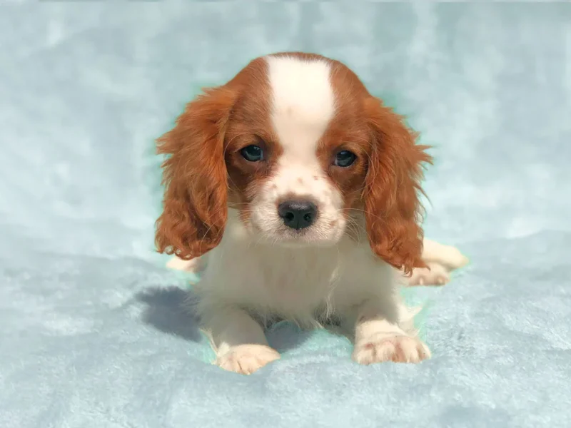 Cavalierking Chidi1