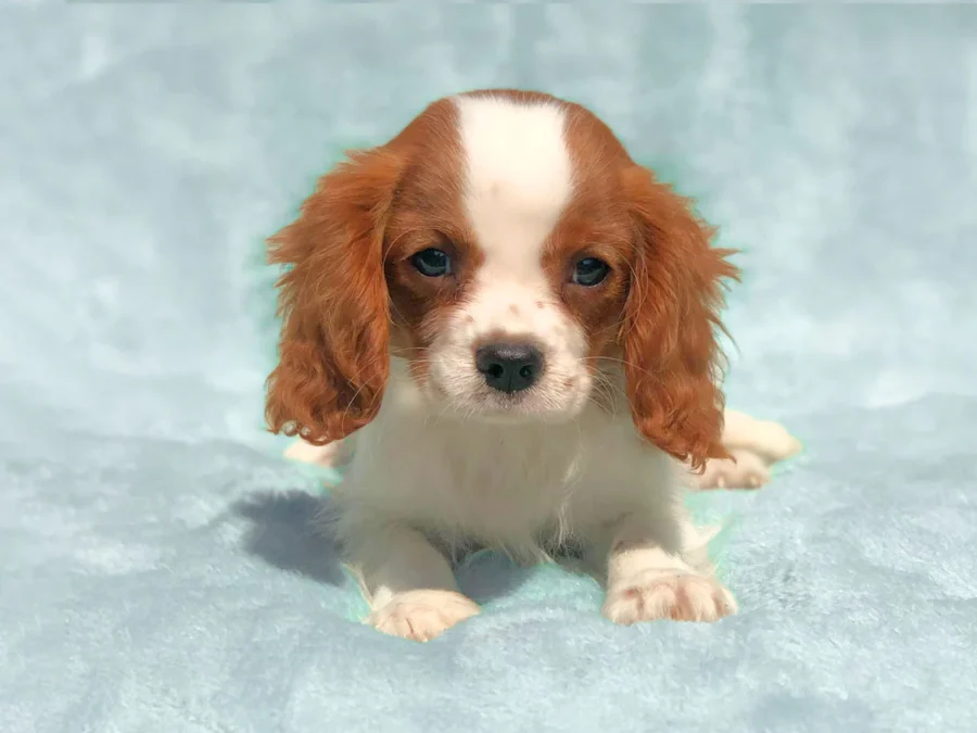 Cavalierking Chidi1