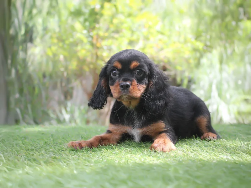 Cavalierking Donald1