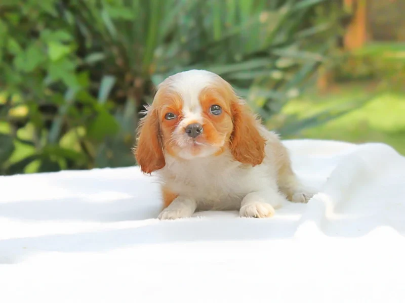 Cavalierking Flink1