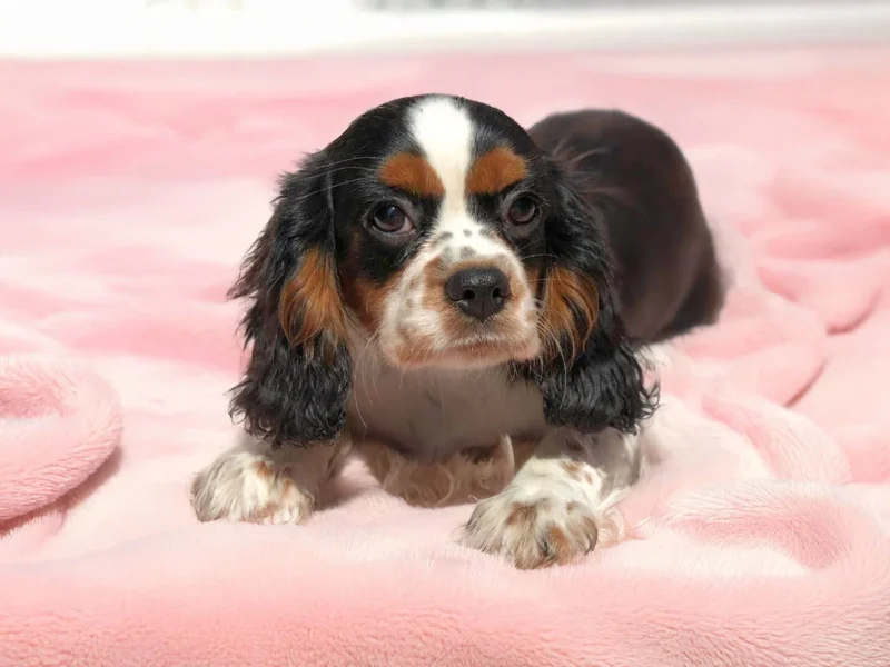 Cavalierking Helen1